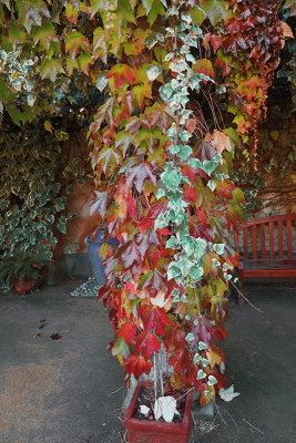 Colors of Fall 