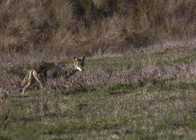 Wiley lookin' for Lunch