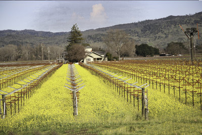 Napa Valley