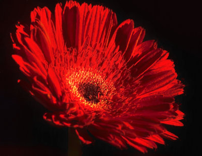 Red is Best.