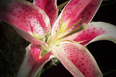 Stargazer
