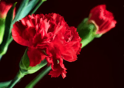 Carnation station