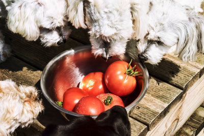 CAN we eat them?