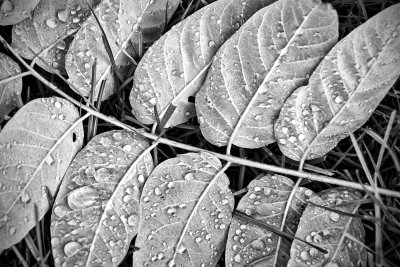 after rain
