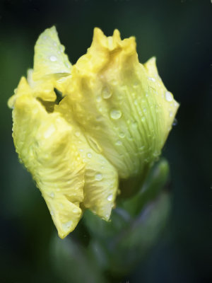 First Iris in the rain.