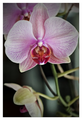 Costco Orchid