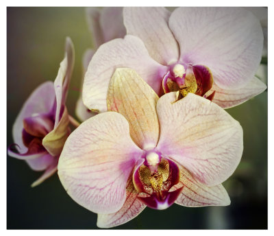 Costco Orchid