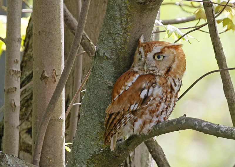 Eastern Screech-owl