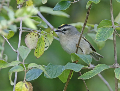 Golden-crowned Kinglet