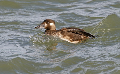 Surf Scoter 