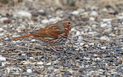 Fox Sparrow