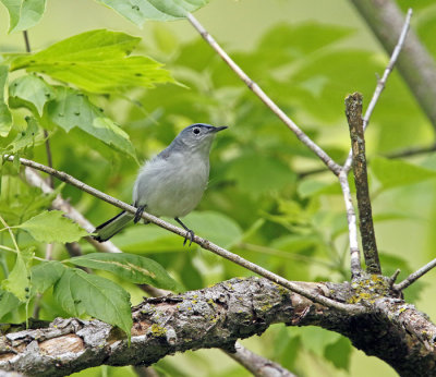 Blue-gray Gnatcatcher