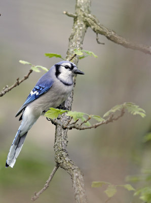 Blue Jay