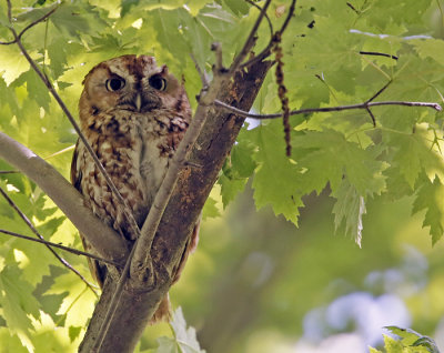 Eastern Screech-owl
