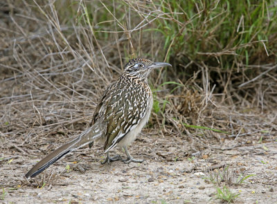 Roadrunner