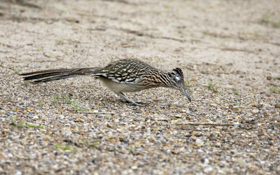 Roadrunner