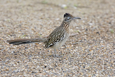 Roadrunner