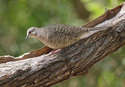 Inca Dove