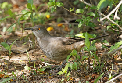 Curve-billed Thrasher