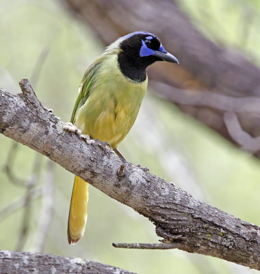 Green Jay