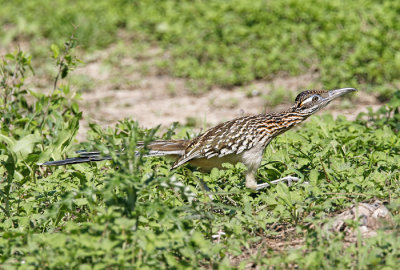 Roadrunner