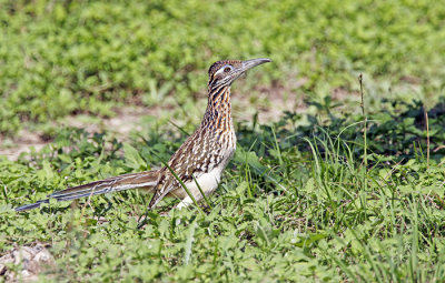 Roadrunner