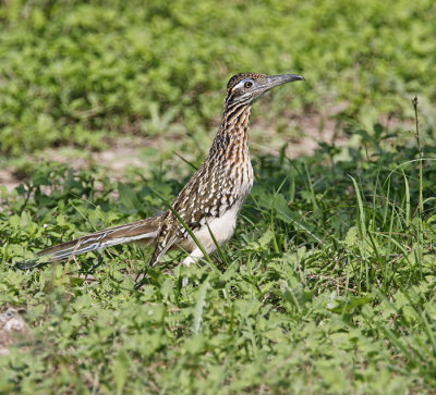 Roadrunner