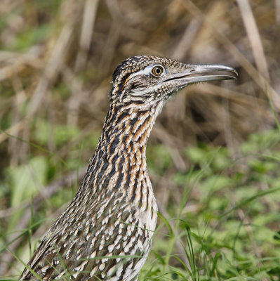 Roadrunner