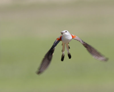Scissor-tailed flycatcher