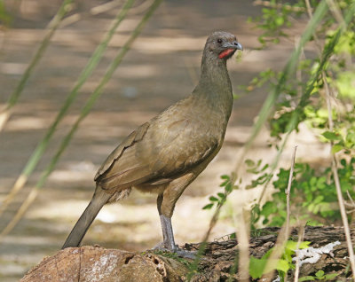 Plain Chachalaca
