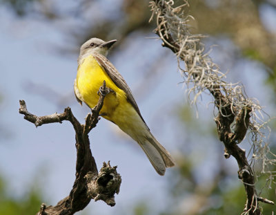 Couch's Kingbird