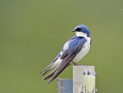 Tree Swallow