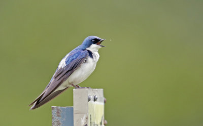 Tree Swallow