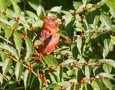 Cardinal