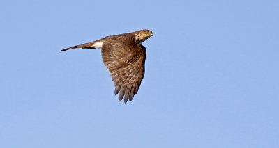 Cooper's Hawk