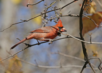 Cardinal