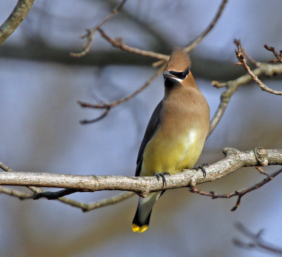 Cedar Waxwing