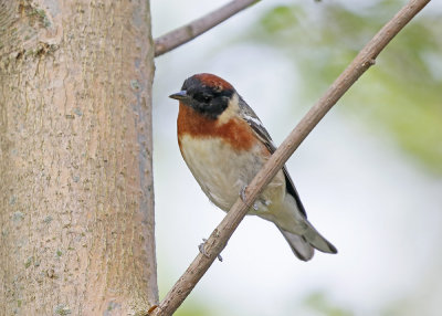 Bay-breasted Warbler