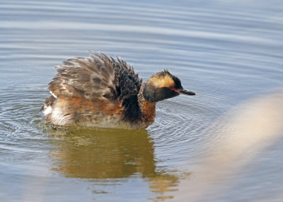 Horned Grebe