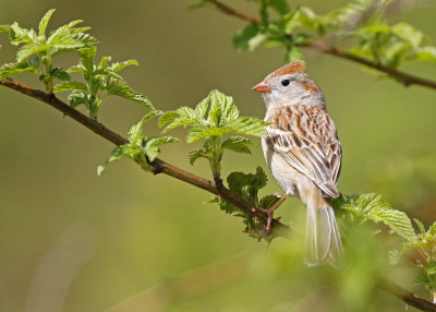 Field Sparrow