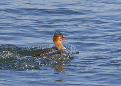 Red-breasted Merganser