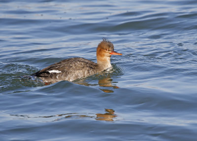 Red-breasted Merganser