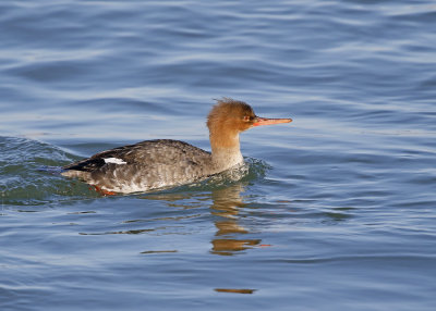 Red-breasted Merganser