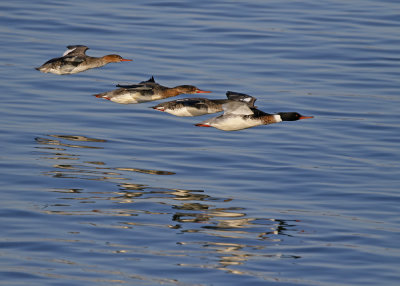Red-breasted Merganser