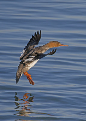 Red-breasted Merganser