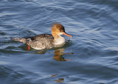 Red-breasted Merganser