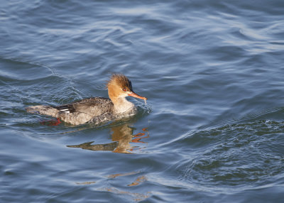 Red-breasted Merganser