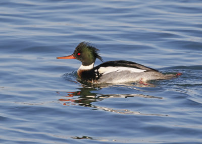 Red-breasted Merganser