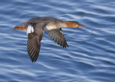 Red-breasted Merganser