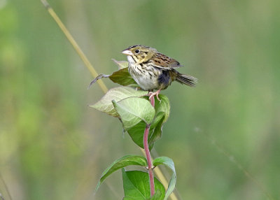 Henslow's Sparrow